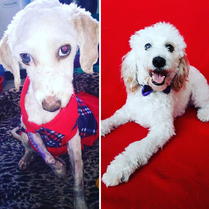 Guy Shares 28 Incredible Before & After Rescue Dog Transformations, Shows What Love Can Do Guy Shares 28 Incredible Before & After Rescue Dog Transformations, Shows What Love Can Do