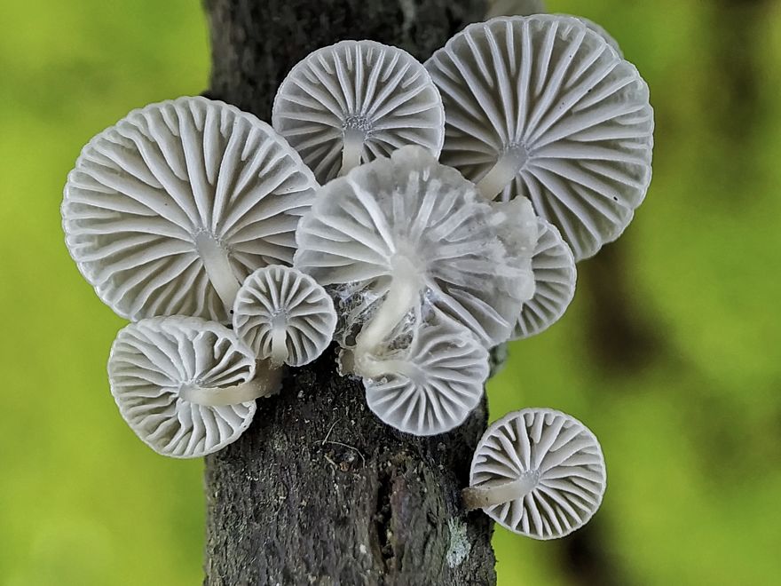 I’m A Macro Photography Enthusiast, And I Take Photos With A Phone And DIY Lenses (57 Pics) I’m A Macro Photography Enthusiast, And I Take Photos With A Phone And DIY Lenses (57 Pics)