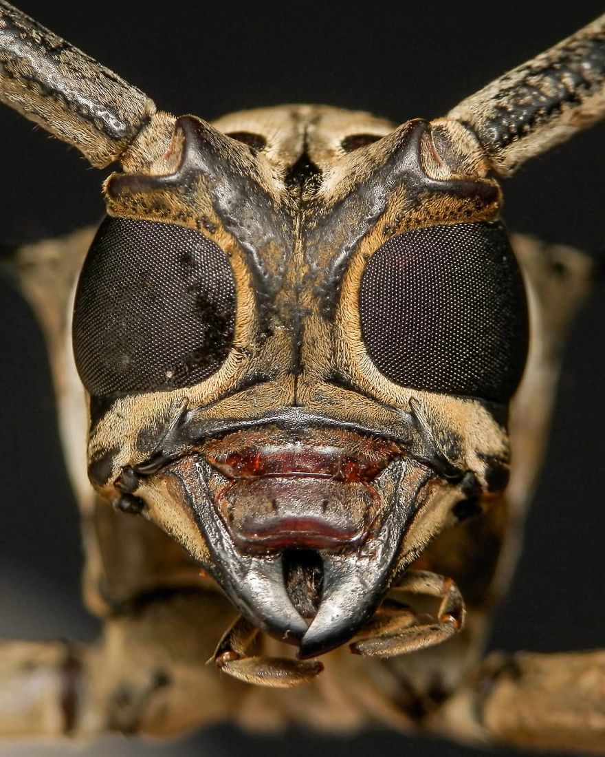 I’m A Macro Photography Enthusiast, And I Take Photos With A Phone And DIY Lenses (57 Pics) I’m A Macro Photography Enthusiast, And I Take Photos With A Phone And DIY Lenses (57 Pics)