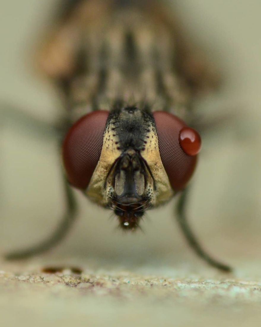 I’m A Macro Photography Enthusiast, And I Take Photos With A Phone And DIY Lenses (57 Pics) I’m A Macro Photography Enthusiast, And I Take Photos With A Phone And DIY Lenses (57 Pics)