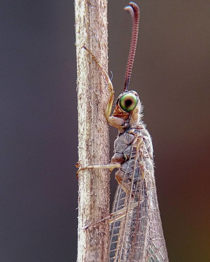 I’m A Macro Photography Enthusiast, And I Take Photos With A Phone And DIY Lenses (57 Pics) I’m A Macro Photography Enthusiast, And I Take Photos With A Phone And DIY Lenses (57 Pics)
