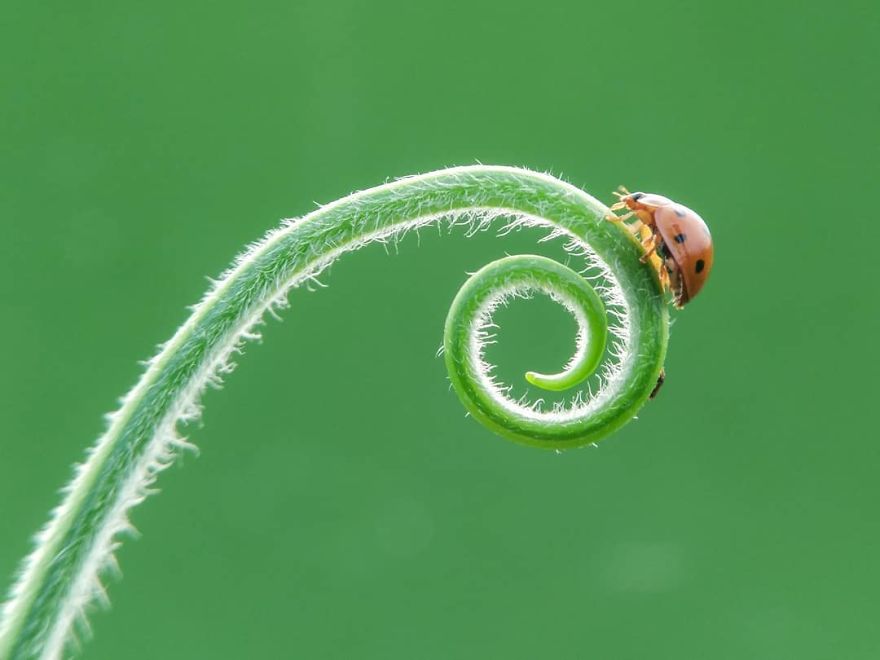 I’m A Macro Photography Enthusiast, And I Take Photos With A Phone And DIY Lenses (57 Pics) I’m A Macro Photography Enthusiast, And I Take Photos With A Phone And DIY Lenses (57 Pics)