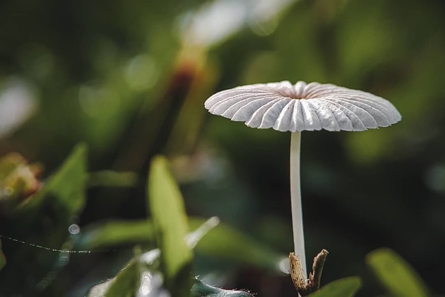 I’m A Macro Photography Enthusiast, And I Take Photos With A Phone And DIY Lenses (57 Pics) I’m A Macro Photography Enthusiast, And I Take Photos With A Phone And DIY Lenses (57 Pics)