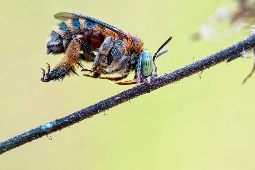 I’m A Macro Photography Enthusiast, And I Take Photos With A Phone And DIY Lenses (57 Pics) I’m A Macro Photography Enthusiast, And I Take Photos With A Phone And DIY Lenses (57 Pics)