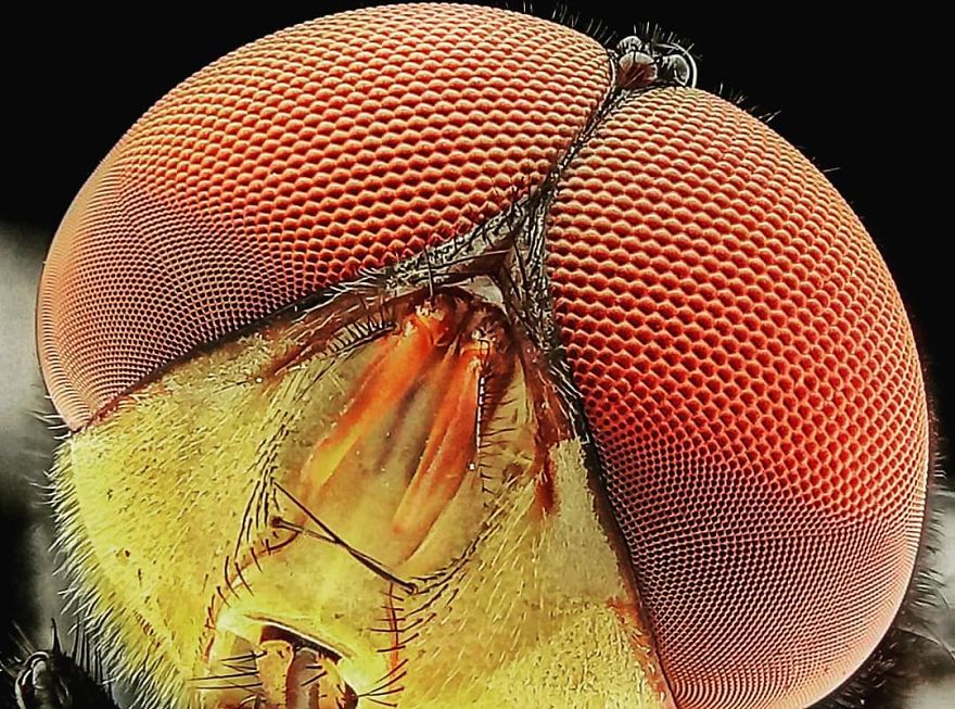 I’m A Macro Photography Enthusiast, And I Take Photos With A Phone And DIY Lenses (57 Pics) I’m A Macro Photography Enthusiast, And I Take Photos With A Phone And DIY Lenses (57 Pics)