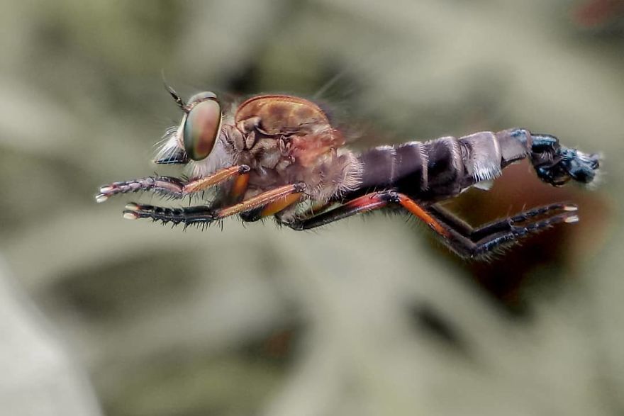 I’m A Macro Photography Enthusiast, And I Take Photos With A Phone And DIY Lenses (57 Pics) I’m A Macro Photography Enthusiast, And I Take Photos With A Phone And DIY Lenses (57 Pics)