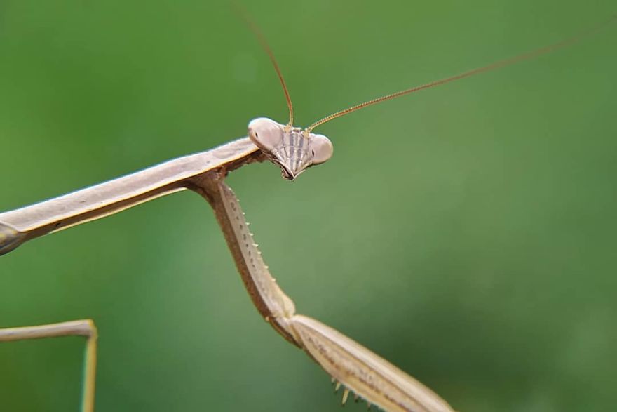 I’m A Macro Photography Enthusiast, And I Take Photos With A Phone And DIY Lenses (57 Pics) I’m A Macro Photography Enthusiast, And I Take Photos With A Phone And DIY Lenses (57 Pics)