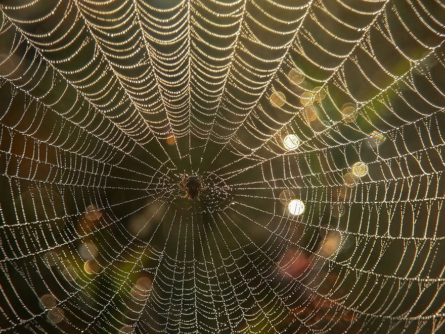 I’m A Macro Photography Enthusiast, And I Take Photos With A Phone And DIY Lenses (57 Pics) I’m A Macro Photography Enthusiast, And I Take Photos With A Phone And DIY Lenses (57 Pics)