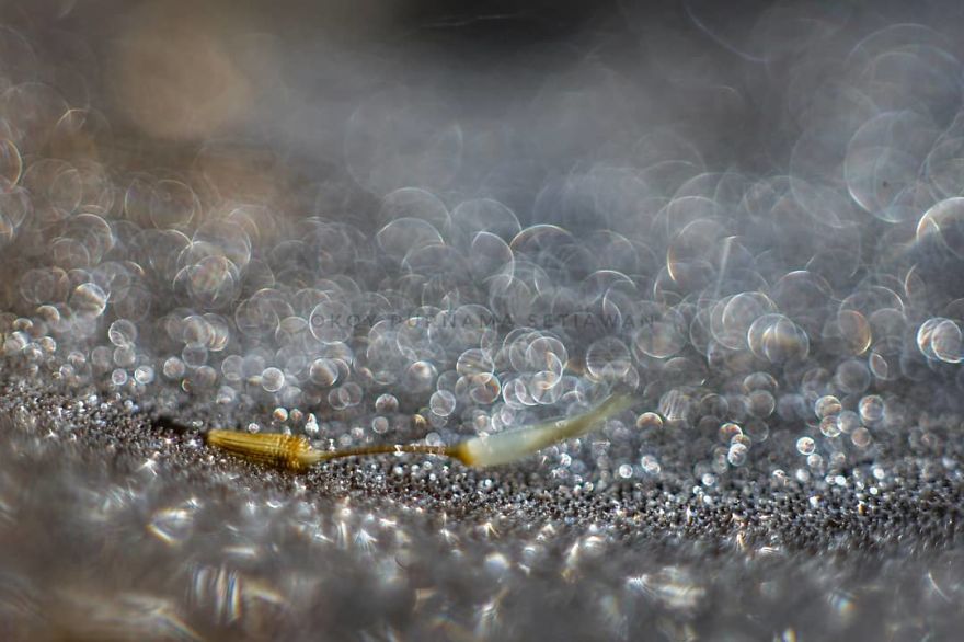 I’m A Macro Photography Enthusiast, And I Take Photos With A Phone And DIY Lenses (57 Pics) I’m A Macro Photography Enthusiast, And I Take Photos With A Phone And DIY Lenses (57 Pics)