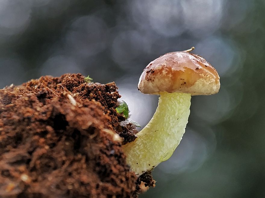 I’m A Macro Photography Enthusiast, And I Take Photos With A Phone And DIY Lenses (57 Pics) I’m A Macro Photography Enthusiast, And I Take Photos With A Phone And DIY Lenses (57 Pics)