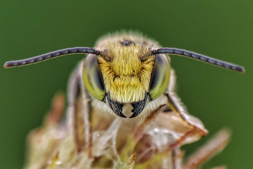 I’m A Macro Photography Enthusiast, And I Take Photos With A Phone And DIY Lenses (57 Pics) I’m A Macro Photography Enthusiast, And I Take Photos With A Phone And DIY Lenses (57 Pics)