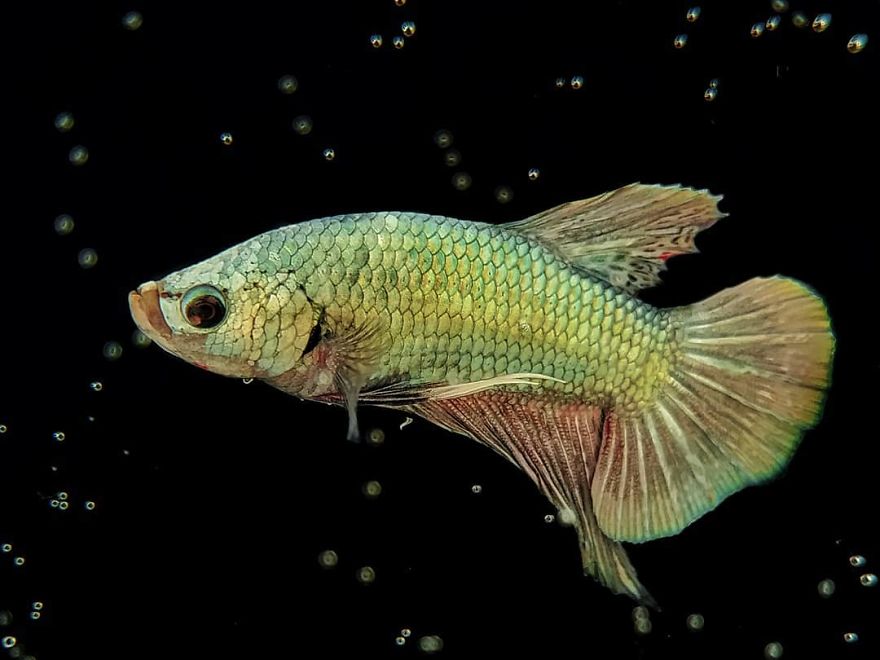 I’m A Macro Photography Enthusiast, And I Take Photos With A Phone And DIY Lenses (57 Pics) I’m A Macro Photography Enthusiast, And I Take Photos With A Phone And DIY Lenses (57 Pics)