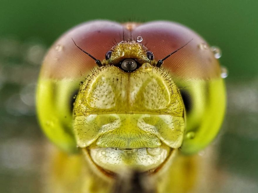 I’m A Macro Photography Enthusiast, And I Take Photos With A Phone And DIY Lenses (57 Pics) I’m A Macro Photography Enthusiast, And I Take Photos With A Phone And DIY Lenses (57 Pics)