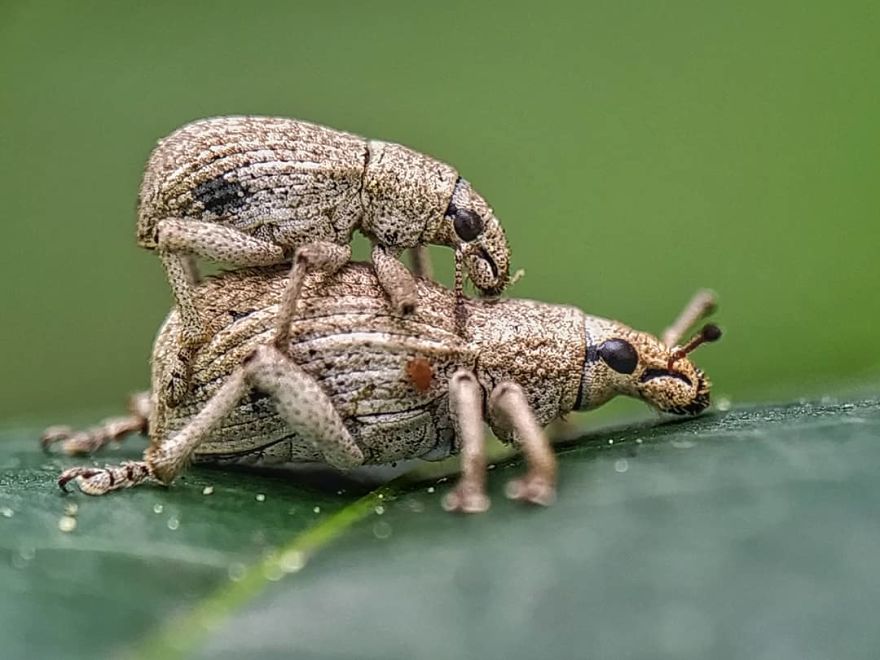 I’m A Macro Photography Enthusiast, And I Take Photos With A Phone And DIY Lenses (57 Pics) I’m A Macro Photography Enthusiast, And I Take Photos With A Phone And DIY Lenses (57 Pics)