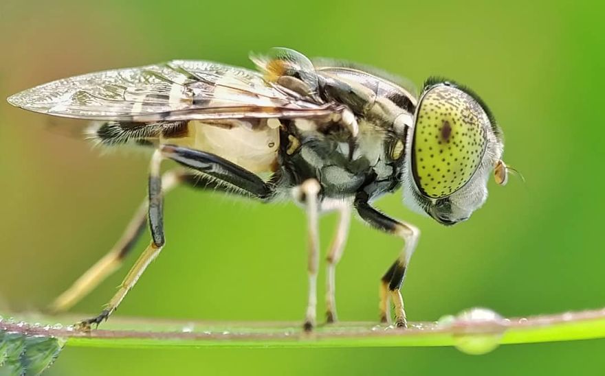 I’m A Macro Photography Enthusiast, And I Take Photos With A Phone And DIY Lenses (57 Pics) I’m A Macro Photography Enthusiast, And I Take Photos With A Phone And DIY Lenses (57 Pics)