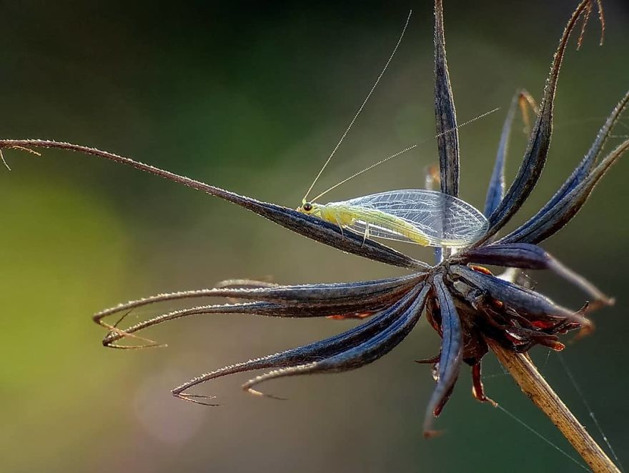 I’m A Macro Photography Enthusiast, And I Take Photos With A Phone And DIY Lenses (57 Pics) I’m A Macro Photography Enthusiast, And I Take Photos With A Phone And DIY Lenses (57 Pics)