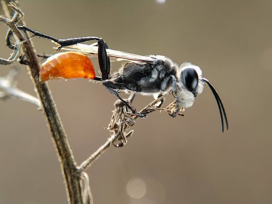 I’m A Macro Photography Enthusiast, And I Take Photos With A Phone And DIY Lenses (57 Pics) I’m A Macro Photography Enthusiast, And I Take Photos With A Phone And DIY Lenses (57 Pics)