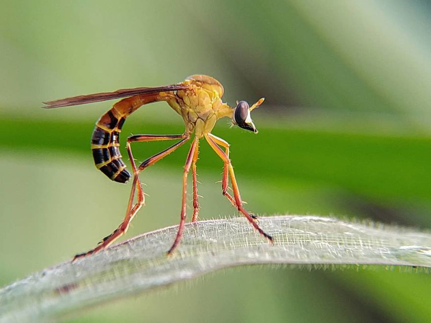 I’m A Macro Photography Enthusiast, And I Take Photos With A Phone And DIY Lenses (57 Pics) I’m A Macro Photography Enthusiast, And I Take Photos With A Phone And DIY Lenses (57 Pics)