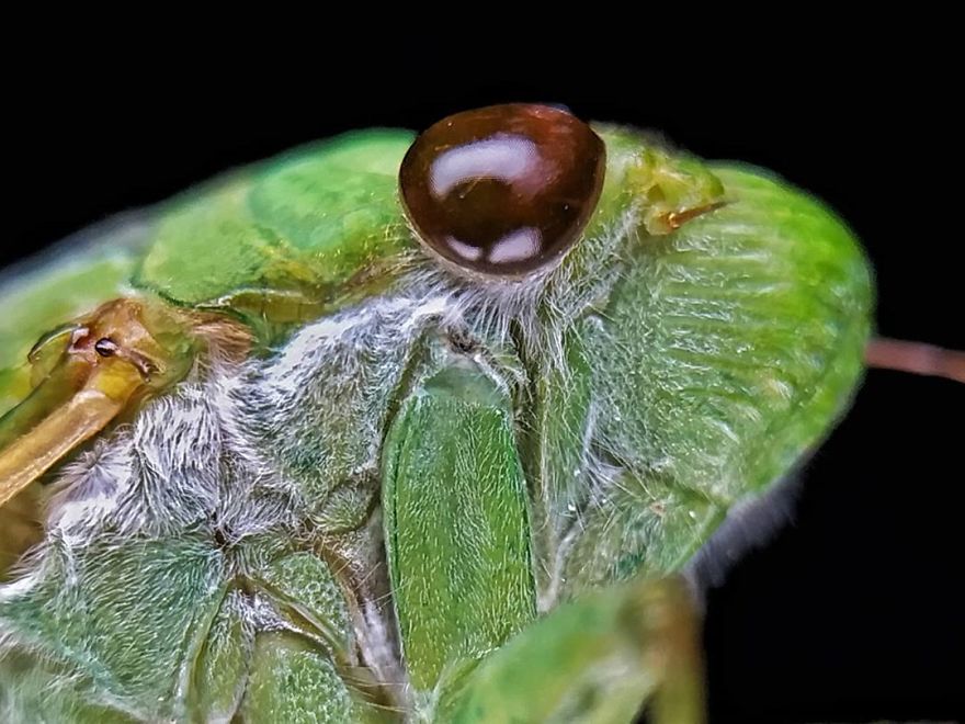 I’m A Macro Photography Enthusiast, And I Take Photos With A Phone And DIY Lenses (57 Pics) I’m A Macro Photography Enthusiast, And I Take Photos With A Phone And DIY Lenses (57 Pics)