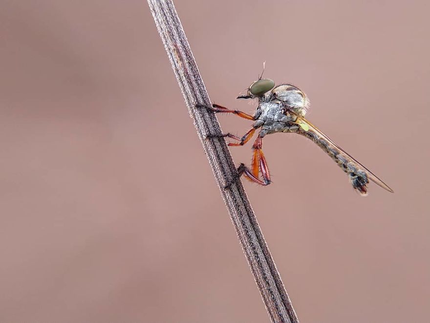 I’m A Macro Photography Enthusiast, And I Take Photos With A Phone And DIY Lenses (57 Pics) I’m A Macro Photography Enthusiast, And I Take Photos With A Phone And DIY Lenses (57 Pics)