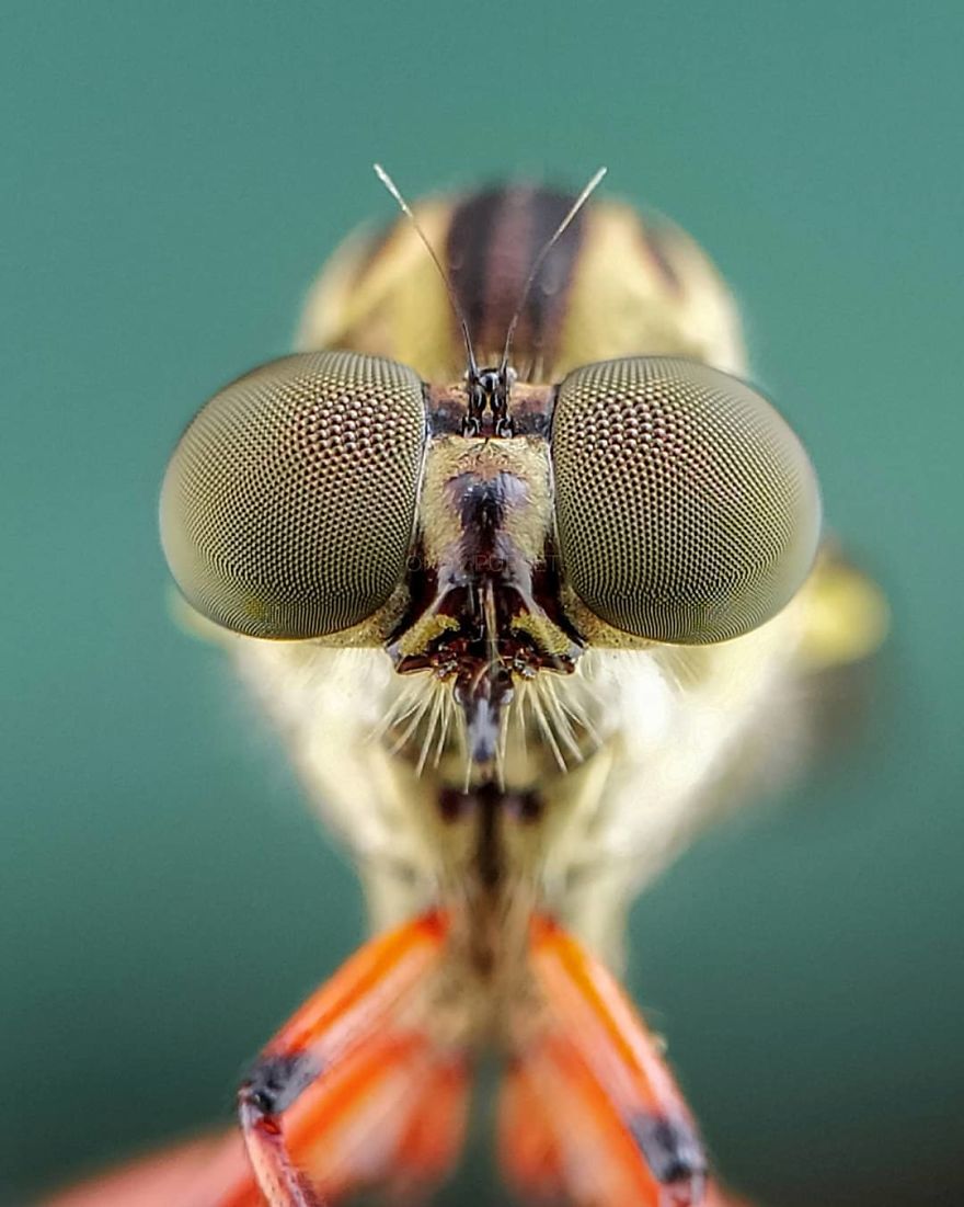 I’m A Macro Photography Enthusiast, And I Take Photos With A Phone And DIY Lenses (57 Pics) I’m A Macro Photography Enthusiast, And I Take Photos With A Phone And DIY Lenses (57 Pics)