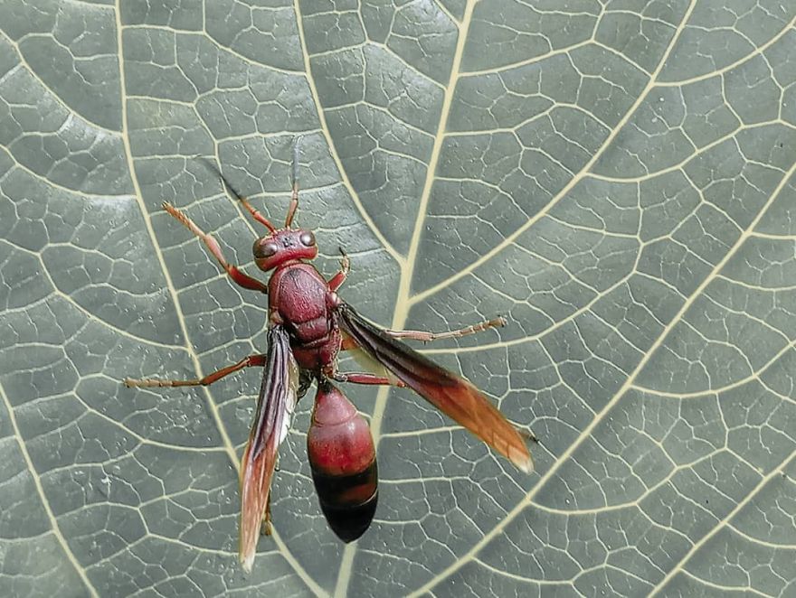 I’m A Macro Photography Enthusiast, And I Take Photos With A Phone And DIY Lenses (57 Pics) I’m A Macro Photography Enthusiast, And I Take Photos With A Phone And DIY Lenses (57 Pics)