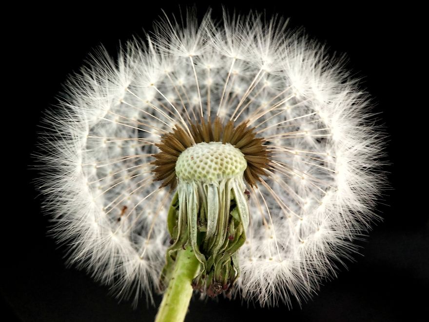 I’m A Macro Photography Enthusiast, And I Take Photos With A Phone And DIY Lenses (57 Pics) I’m A Macro Photography Enthusiast, And I Take Photos With A Phone And DIY Lenses (57 Pics)