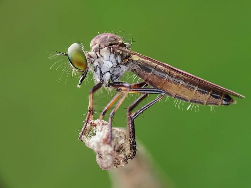 I’m A Macro Photography Enthusiast, And I Take Photos With A Phone And DIY Lenses (57 Pics) I’m A Macro Photography Enthusiast, And I Take Photos With A Phone And DIY Lenses (57 Pics)