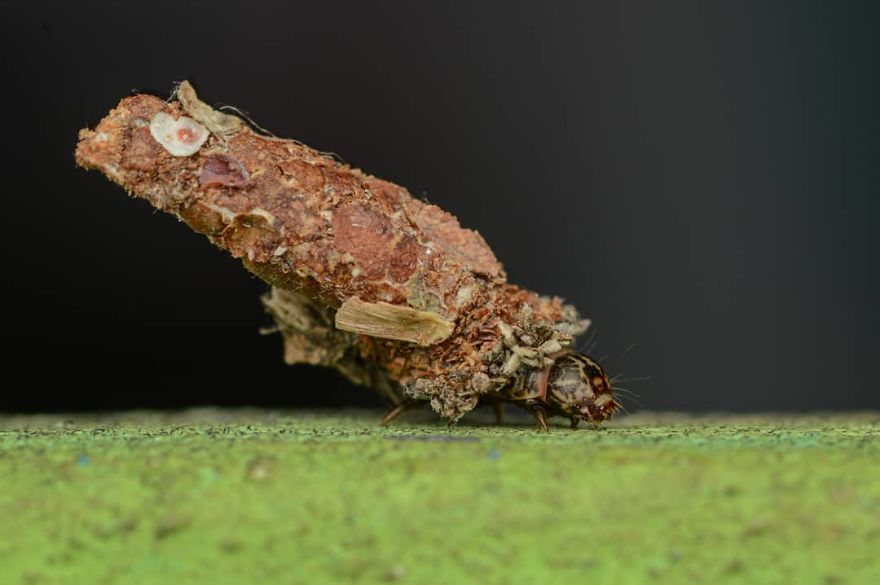 I’m A Macro Photography Enthusiast, And I Take Photos With A Phone And DIY Lenses (57 Pics) I’m A Macro Photography Enthusiast, And I Take Photos With A Phone And DIY Lenses (57 Pics)