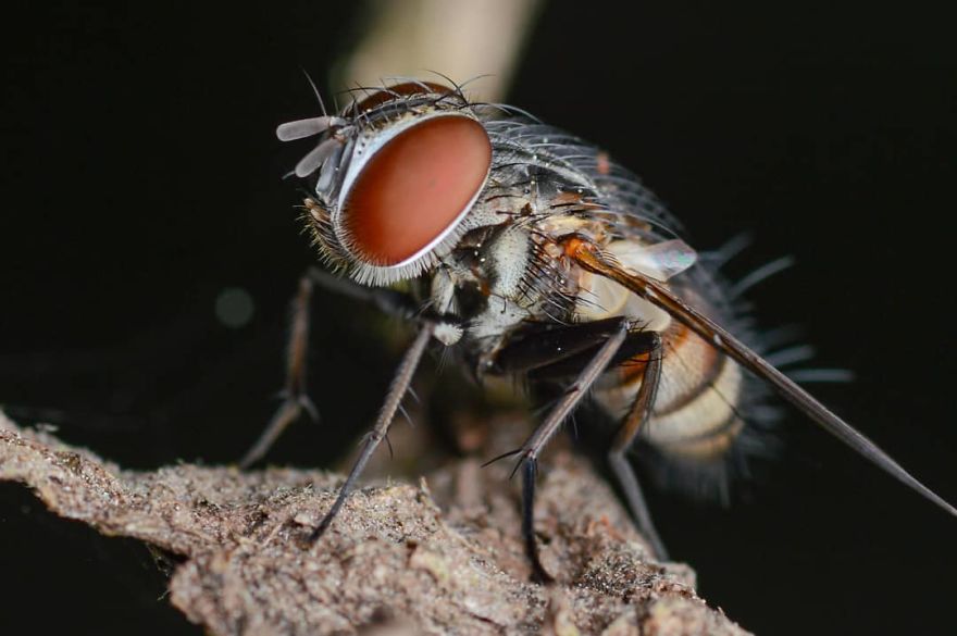 I’m A Macro Photography Enthusiast, And I Take Photos With A Phone And DIY Lenses (57 Pics) I’m A Macro Photography Enthusiast, And I Take Photos With A Phone And DIY Lenses (57 Pics)