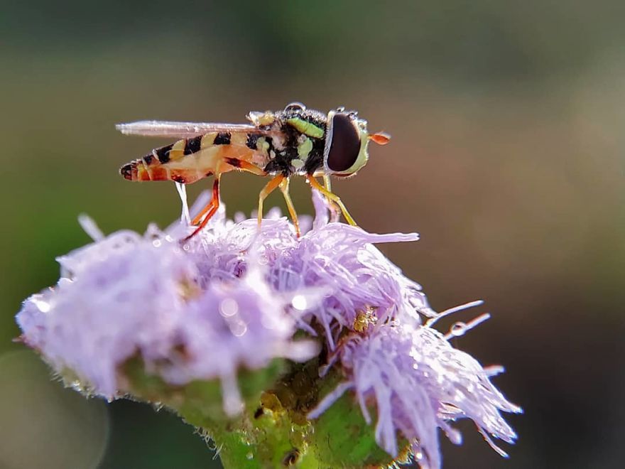 I’m A Macro Photography Enthusiast, And I Take Photos With A Phone And DIY Lenses (57 Pics) I’m A Macro Photography Enthusiast, And I Take Photos With A Phone And DIY Lenses (57 Pics)