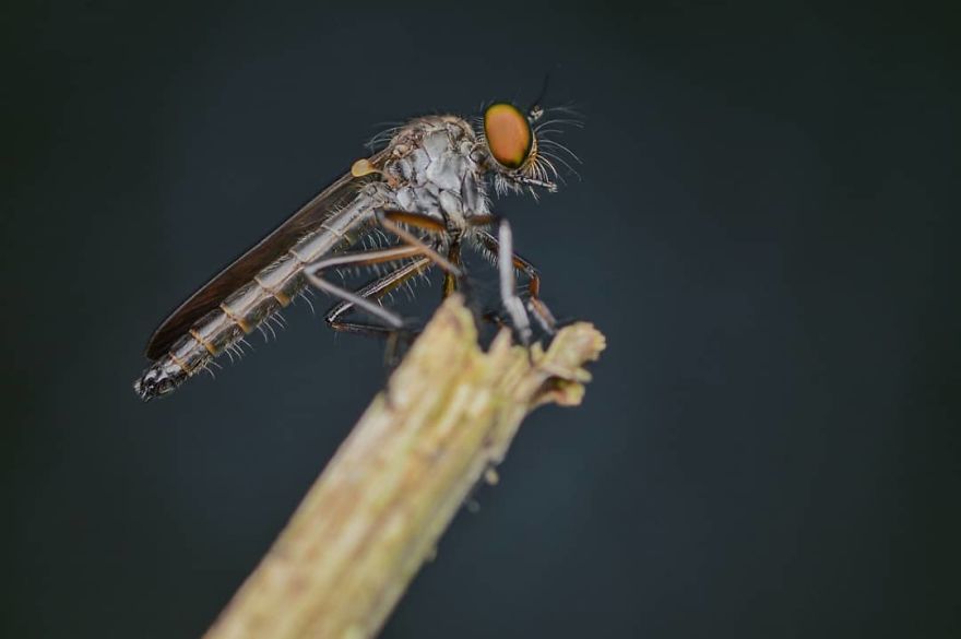 I’m A Macro Photography Enthusiast, And I Take Photos With A Phone And DIY Lenses (57 Pics) I’m A Macro Photography Enthusiast, And I Take Photos With A Phone And DIY Lenses (57 Pics)