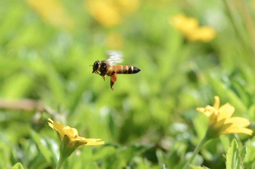 I’m A Macro Photography Enthusiast, And I Take Photos With A Phone And DIY Lenses (57 Pics) I’m A Macro Photography Enthusiast, And I Take Photos With A Phone And DIY Lenses (57 Pics)