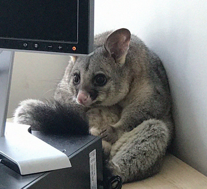 Possum Trashes Woman&#8217;s Office In Australia, Becomes A Meme