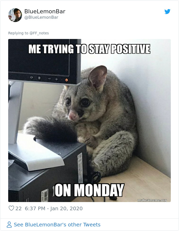 Possum Trashes Woman&#8217;s Office In Australia, Becomes A Meme
