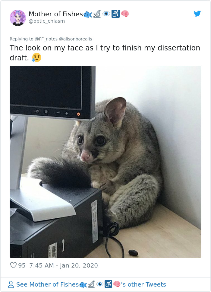 Possum Trashes Woman&#8217;s Office In Australia, Becomes A Meme