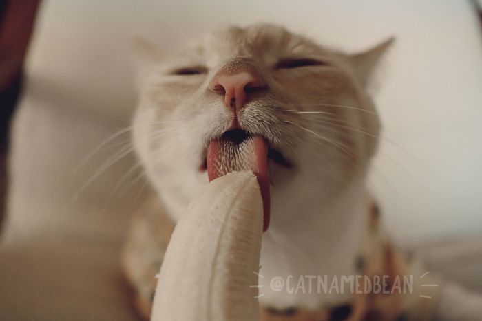 Cat Obsessed With Bananas Is Going Viral For How Inappropriate His Pics Look Cat Obsessed With Bananas Is Going Viral For How Inappropriate His Pics Look