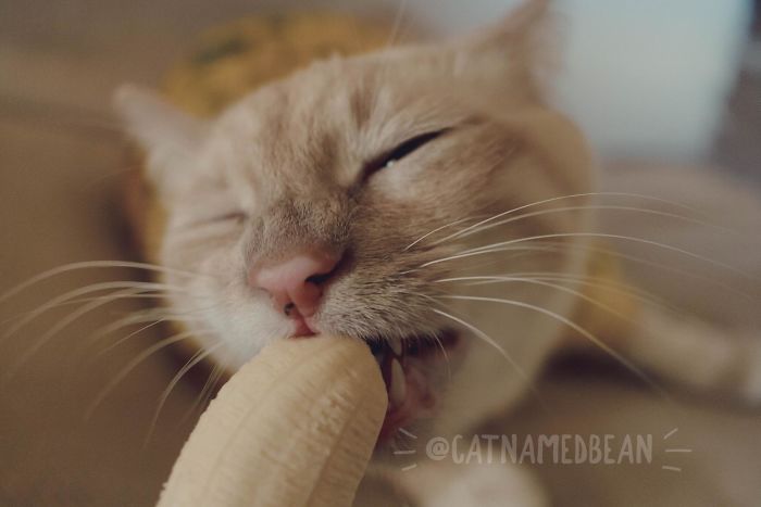 Cat Obsessed With Bananas Is Going Viral For How Inappropriate His Pics Look Cat Obsessed With Bananas Is Going Viral For How Inappropriate His Pics Look