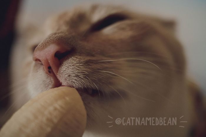 Cat Obsessed With Bananas Is Going Viral For How Inappropriate His Pics Look Cat Obsessed With Bananas Is Going Viral For How Inappropriate His Pics Look