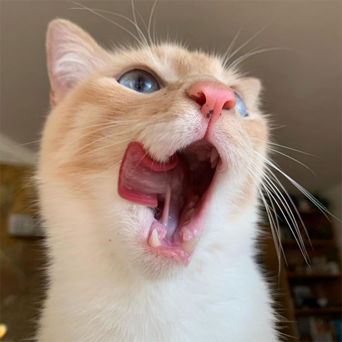 Cat Obsessed With Bananas Is Going Viral For How Inappropriate His Pics Look Cat Obsessed With Bananas Is Going Viral For How Inappropriate His Pics Look