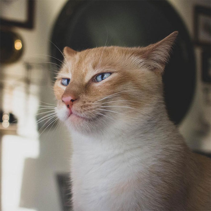 Cat Obsessed With Bananas Is Going Viral For How Inappropriate His Pics Look Cat Obsessed With Bananas Is Going Viral For How Inappropriate His Pics Look