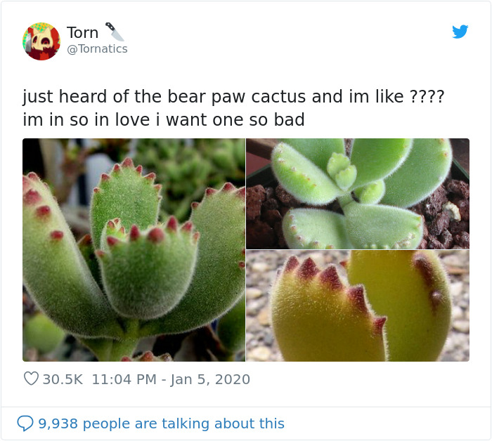Artist Proves There’s No Boundaries To Creativity By Turning Bear’s Paw Succulent Into An Adorable Character Artist Proves There’s No Boundaries To Creativity By Turning Bear’s Paw Succulent Into An Adorable Character