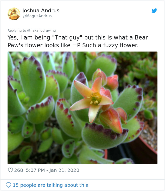 Artist Proves There’s No Boundaries To Creativity By Turning Bear’s Paw Succulent Into An Adorable Character Artist Proves There’s No Boundaries To Creativity By Turning Bear’s Paw Succulent Into An Adorable Character