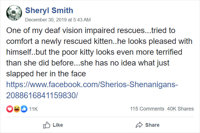 This Adorable Blind And Deaf Dog Comforts Every Foster Pet That His Owner Brings Home And It’s Wholesome This Adorable Blind And Deaf Dog Comforts Every Foster Pet That His Owner Brings Home And It’s Wholesome