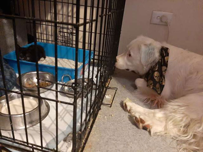 This Adorable Blind And Deaf Dog Comforts Every Foster Pet That His Owner Brings Home And It’s Wholesome This Adorable Blind And Deaf Dog Comforts Every Foster Pet That His Owner Brings Home And It’s Wholesome