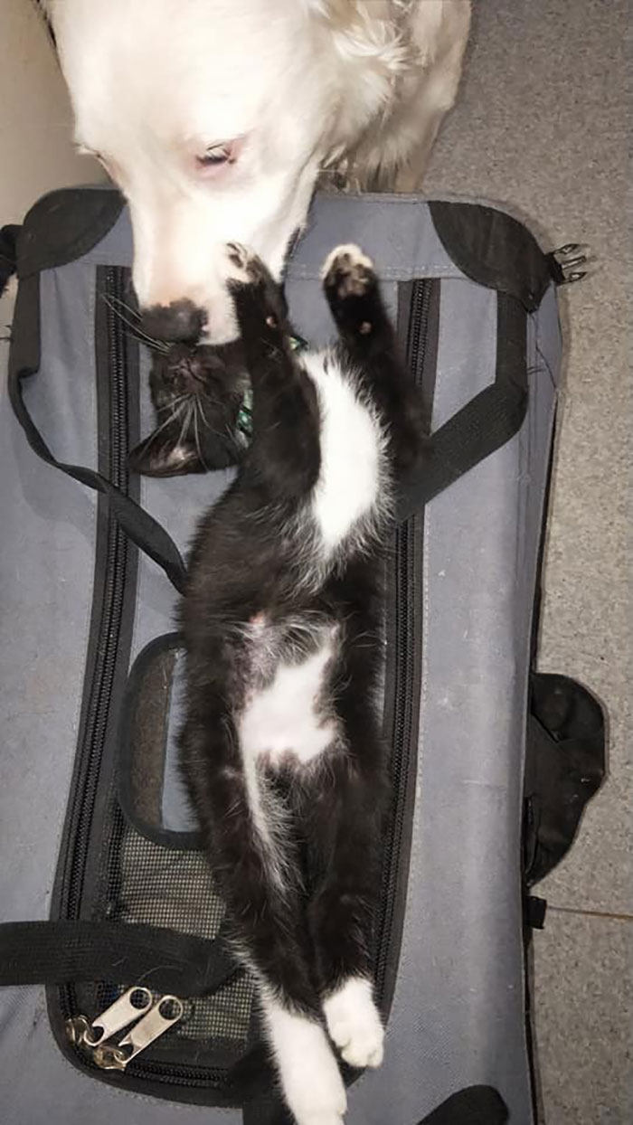 This Adorable Blind And Deaf Dog Comforts Every Foster Pet That His Owner Brings Home And It’s Wholesome This Adorable Blind And Deaf Dog Comforts Every Foster Pet That His Owner Brings Home And It’s Wholesome