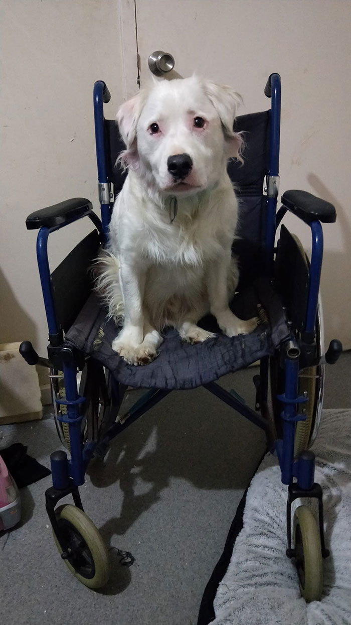 This Adorable Blind And Deaf Dog Comforts Every Foster Pet That His Owner Brings Home And It’s Wholesome This Adorable Blind And Deaf Dog Comforts Every Foster Pet That His Owner Brings Home And It’s Wholesome