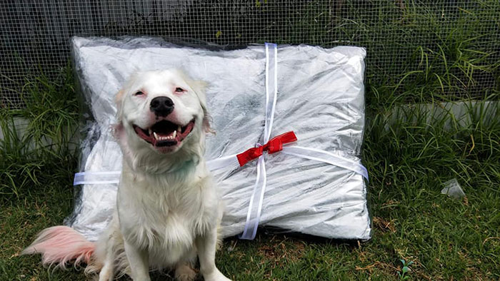 This Adorable Blind And Deaf Dog Comforts Every Foster Pet That His Owner Brings Home And It’s Wholesome This Adorable Blind And Deaf Dog Comforts Every Foster Pet That His Owner Brings Home And It’s Wholesome
