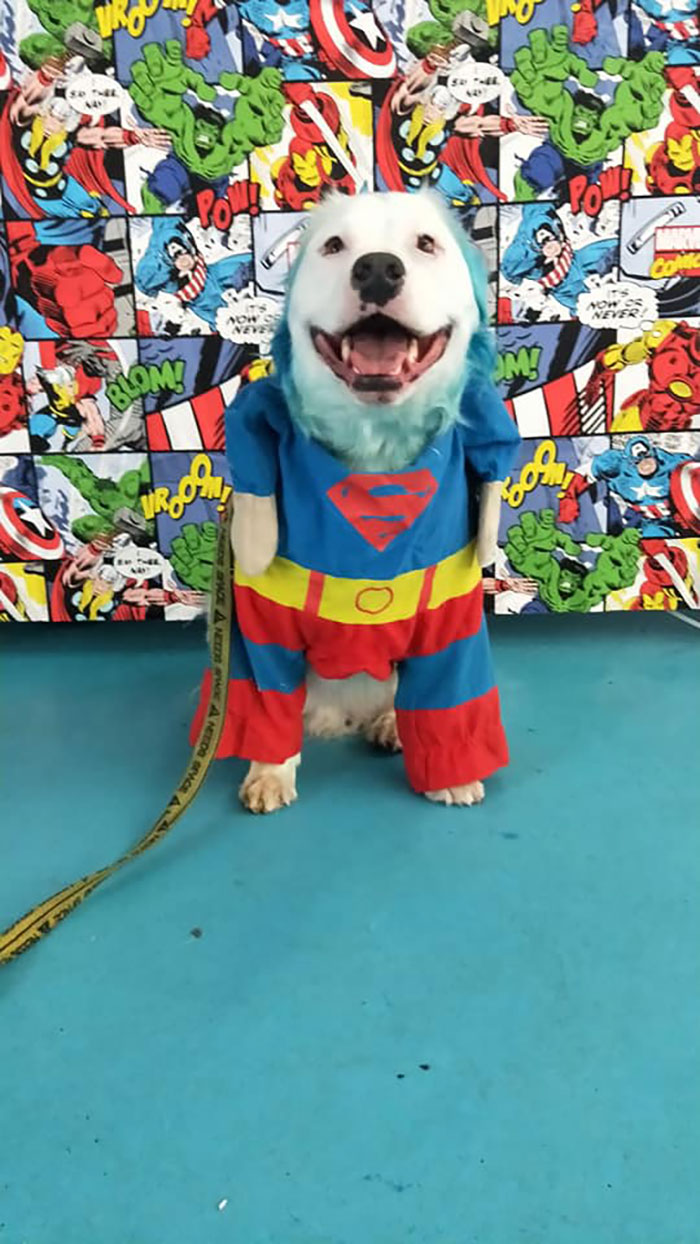 This Adorable Blind And Deaf Dog Comforts Every Foster Pet That His Owner Brings Home And It’s Wholesome This Adorable Blind And Deaf Dog Comforts Every Foster Pet That His Owner Brings Home And It’s Wholesome