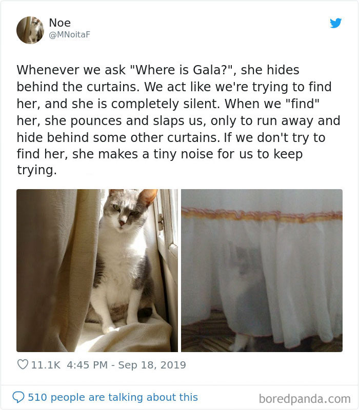 30 Weirdo Cats Get Exposed By Their Owners In A Funny Thread 30 Weirdo Cats Get Exposed By Their Owners In A Funny Thread